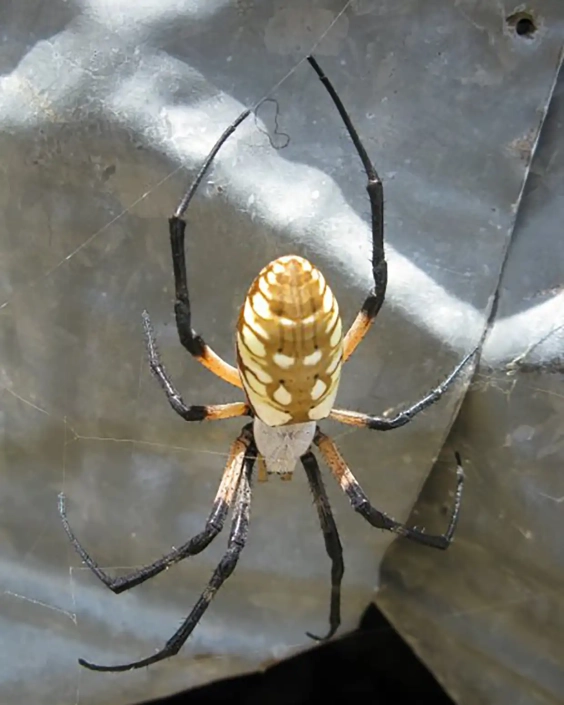 A Silver Orb Banded Argiopi Spider hanging in web