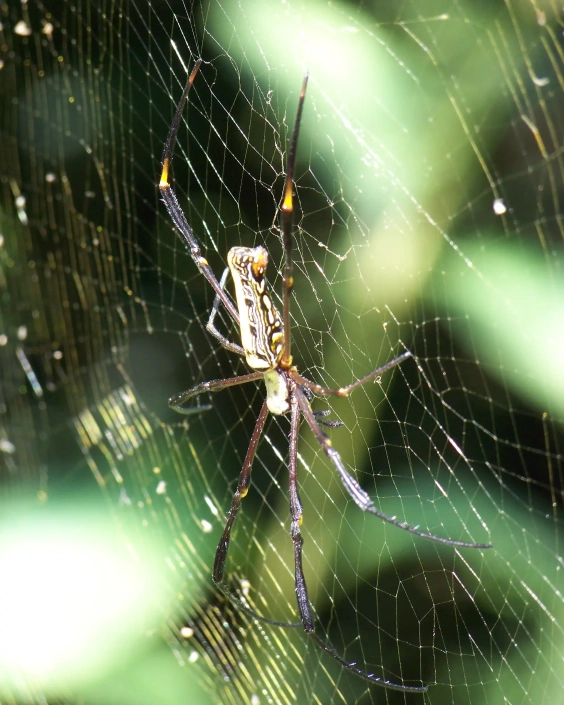 Silver orb spider shown in its web with florescent yellow leg joints