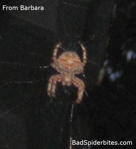 Spider found by Barbara