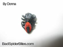 Spider found by Donna