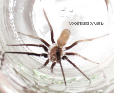 Spider found by Gail