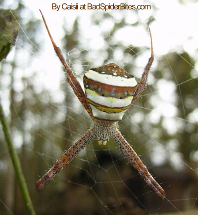 Spider found by Caisii sitting in the web