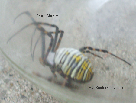 White and Yellow Spider