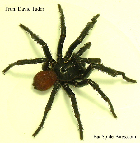 Spider found by David