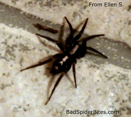 Spider found by Ellen S.