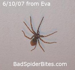 Spider found by Eva