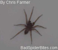 Farmer Spider