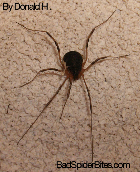 Spider found by Don