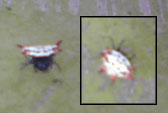 Spider found that is white and red