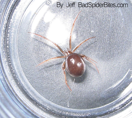Jeff needs help identifying this spider found in his backyard in Charlotte NC