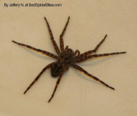 Picture of spider in sink