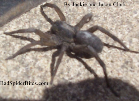 Spider found in basement crawling on scrap.