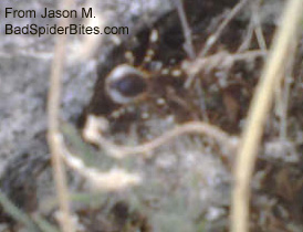 spider with white and black legs