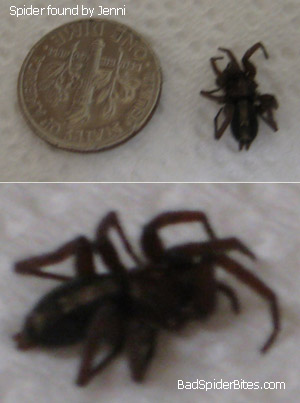 Spider found by Jenni