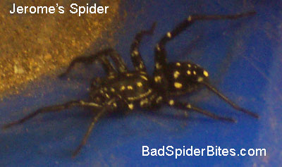 Spider Picture uploaded by Jerome