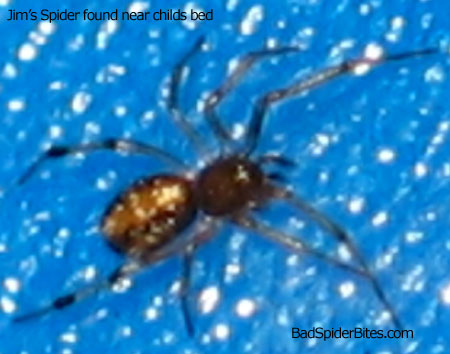 Spider found near child's bed