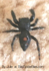 Spider found by Julie