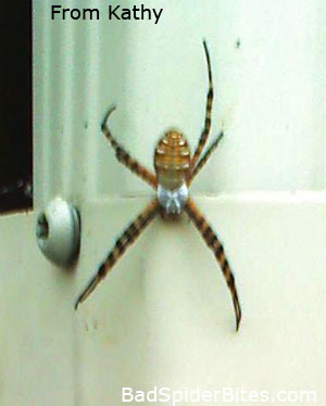 Spider found by Kathy