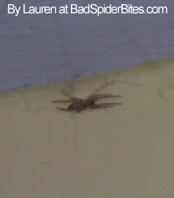 Spider found by Lauren at BadSpiderBites