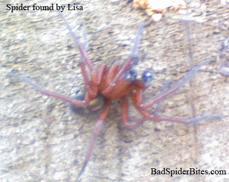 Spider found by Lisa