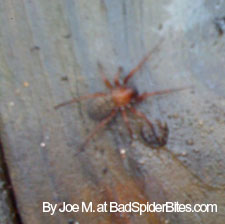 Spider on Wood