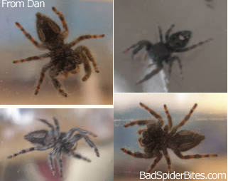 Spider Pictures from Dan