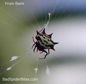 Spider found by Rami