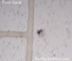 Spider from Sarah