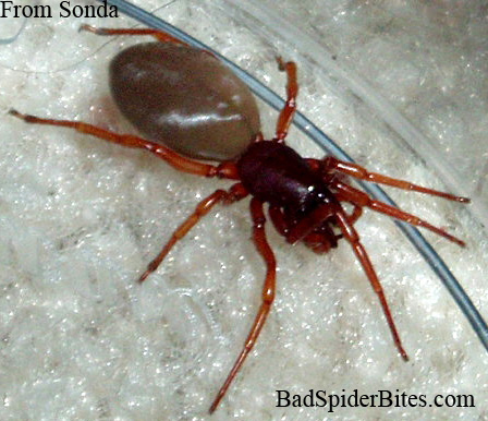 Spider found by Sonda