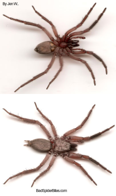 Top and Bottom view of Spider