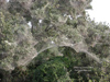 Spider Web Thumbnail 1