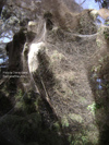 Spider Web Thumbnail 10