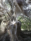 Spider Web Thumbnail 5