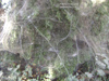 Spider Web Thumbnail 9