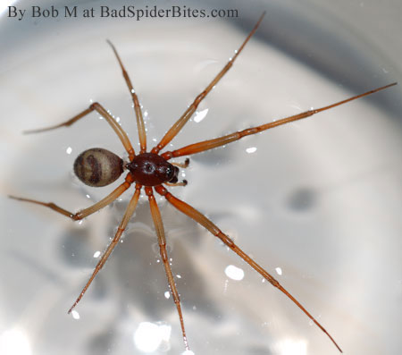 Spider found by Bob in bathtub!