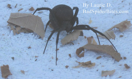 Spider found by Laurie