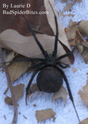 Spider found by Laurie second picture