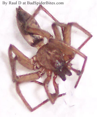 Spider found by Raul