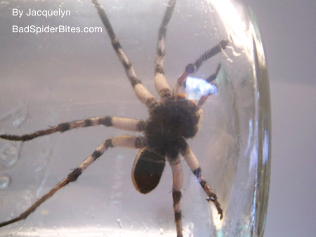 Spider in a Jar