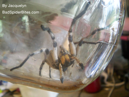 Spider in a Jar 2