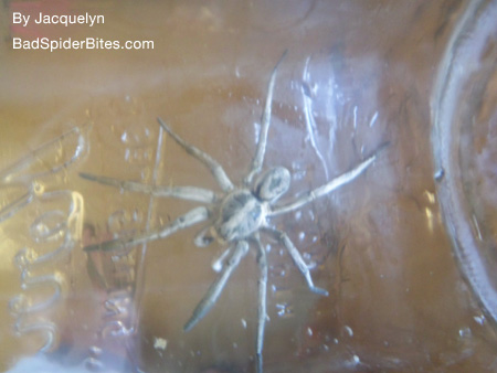 Spider in a Jar 3