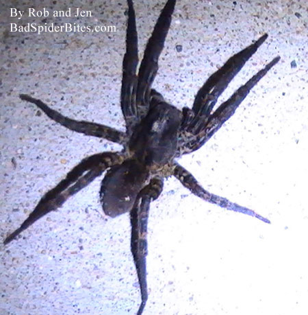 Spider found by Robjen