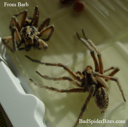 Spiders from Barb