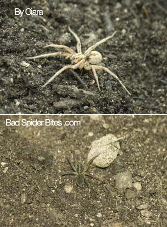 Spiders found by Ciara