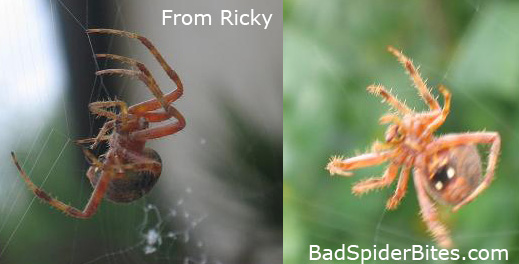 Spider found by Ricky