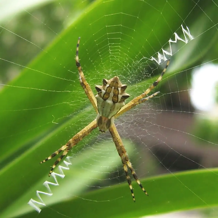 St Andrews Cross Spider in zig zag web is an orb weaver