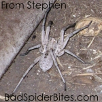 Grey Spider
