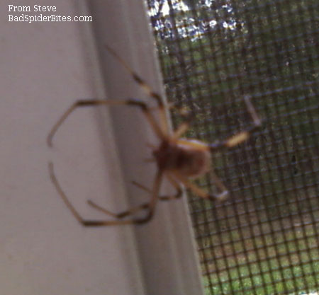 brown widow