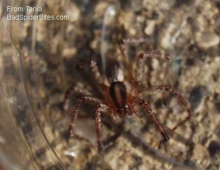brown spider