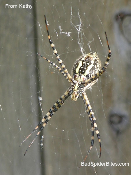 Texas Spider